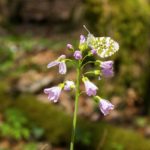 Fleur et papillon